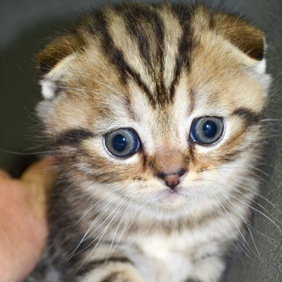 Anabel Scottish Fold male, black tabby
