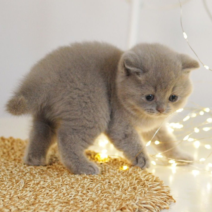 Perl British Shorthair female, lilac