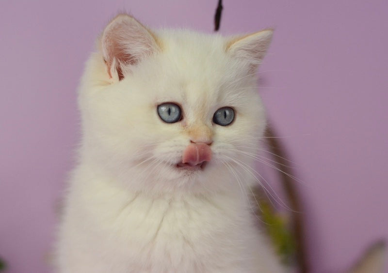 Rosa British Shorthair female, black golden shaded pointed