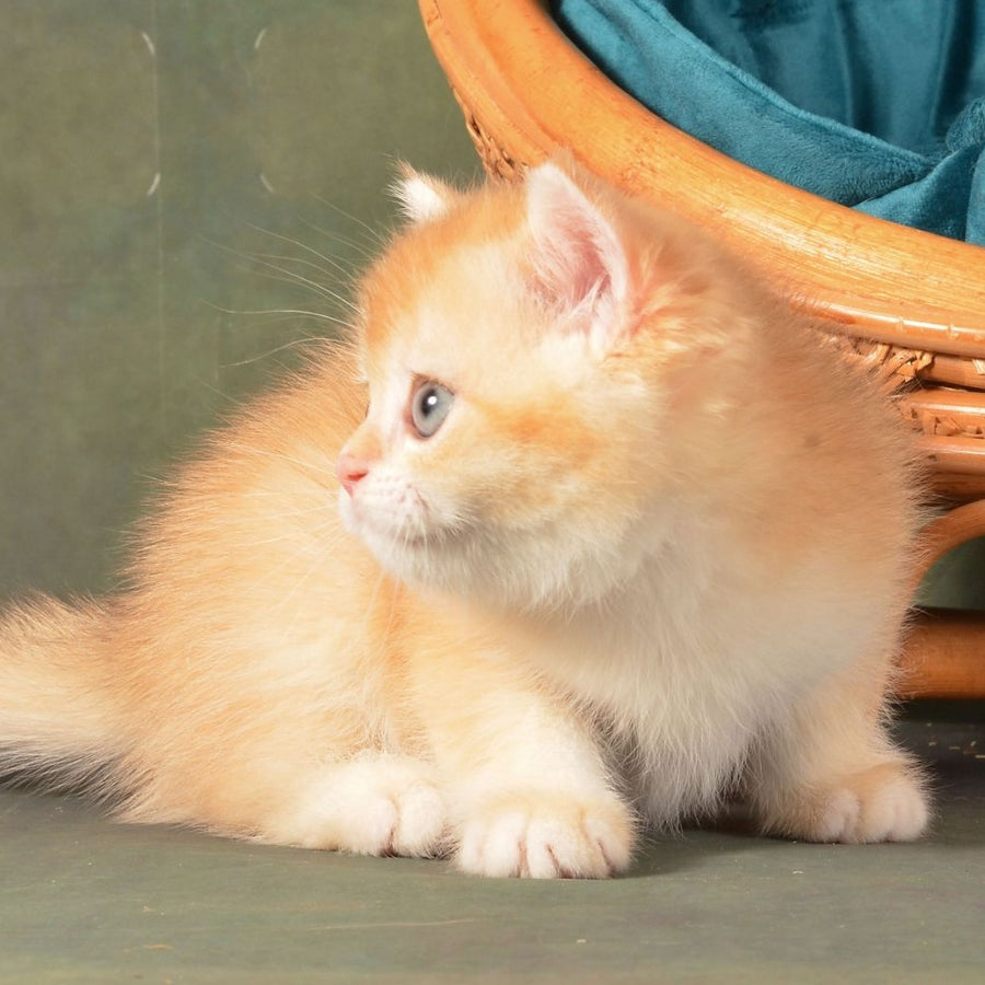Pashtet British Shorthair male, cinnamon golden chinchilla