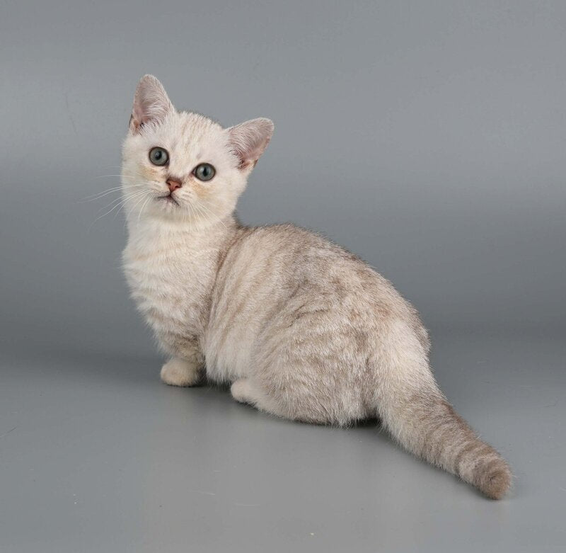 West Munchkin male, chocolate silver shaded