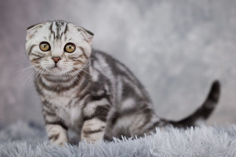 Prince Scottish Fold male, black silver tabby