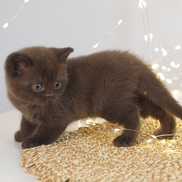 Patrick British Shorthair male, chocolate