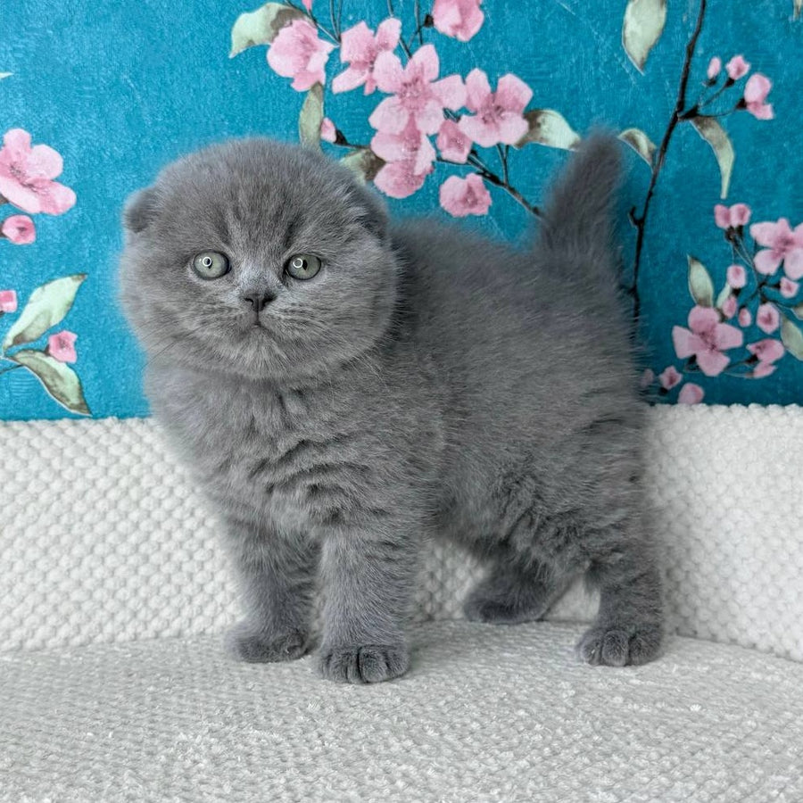 Kevin Scottish Fold male, blue