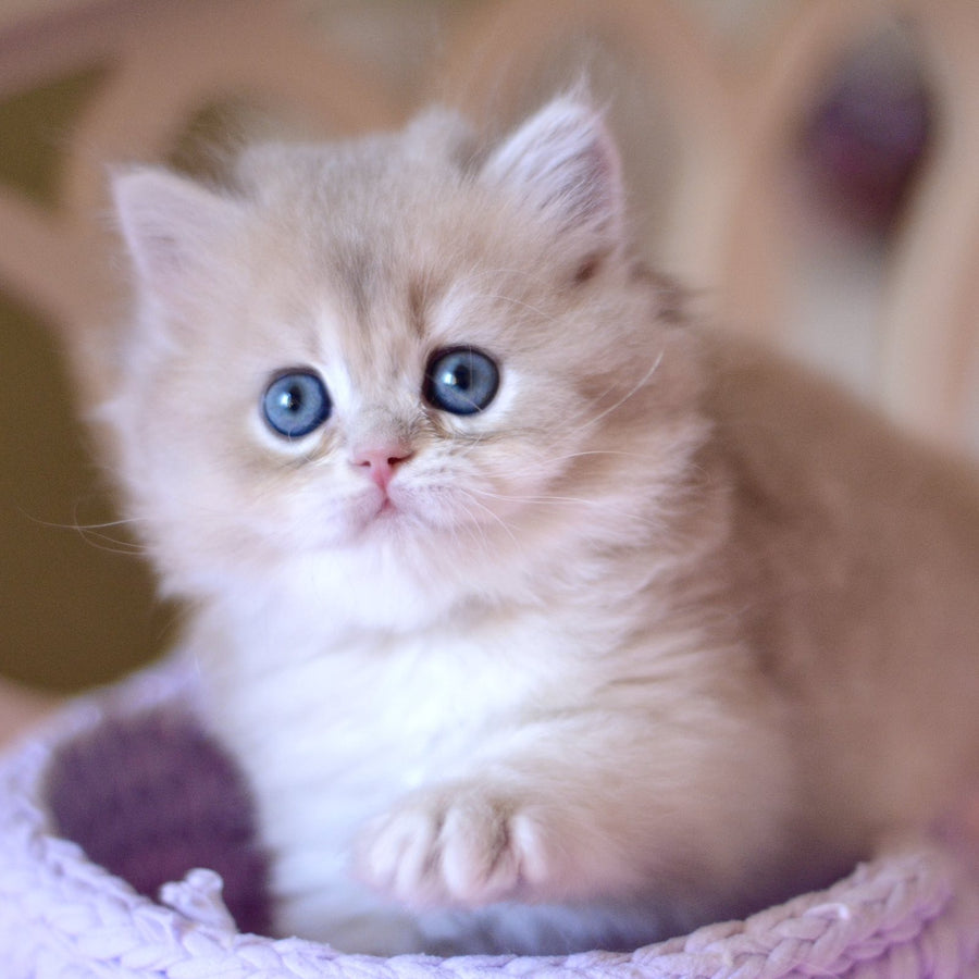 York British Longhair male, blue golden chinchilla