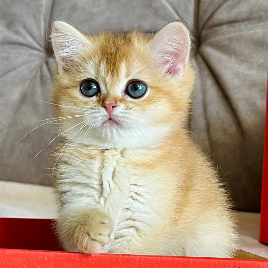 Iris British Shorthair female, chocolate golden chinchilla