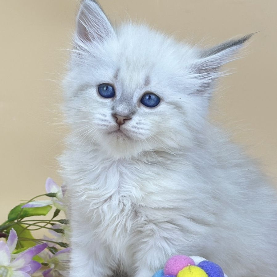 Yuki Siberian female, blue tabby pointed