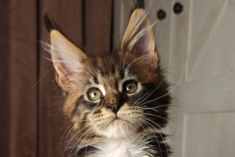 Quill Maine Coon female black tabby bicolour live animals
