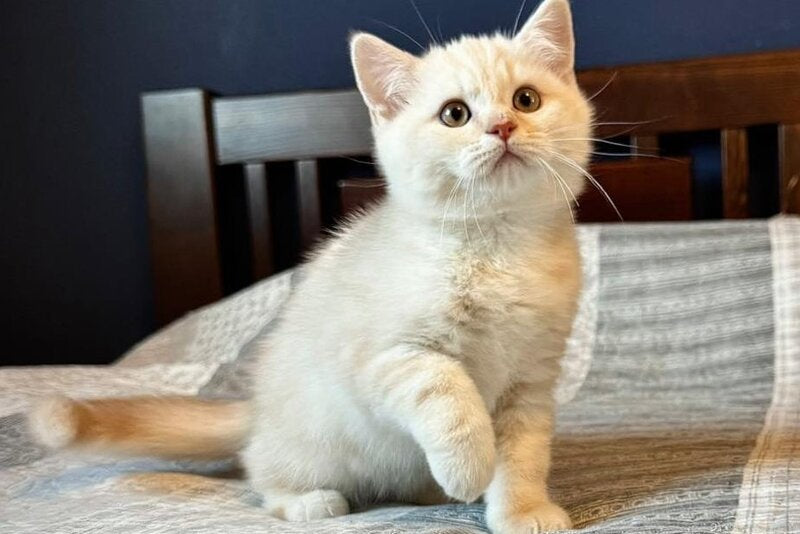 John Scottish Straight male, cream silver tabby