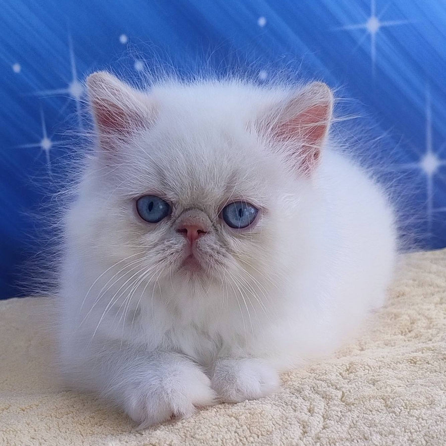 Saffi Persian female, cream pointed