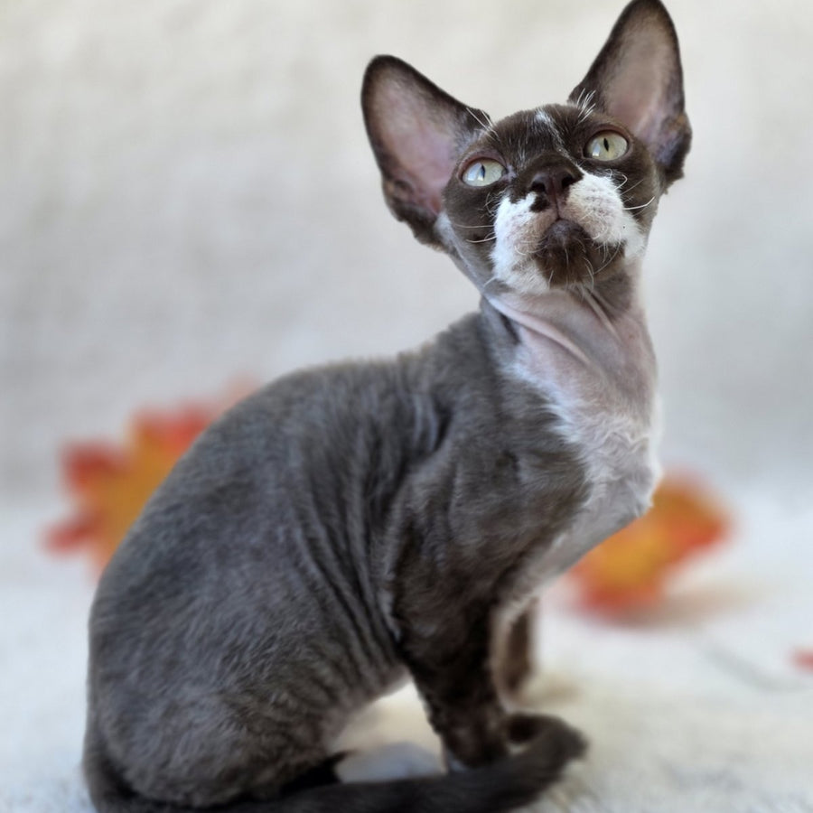 Eclair Devon Rex male, chocolate bicolour
