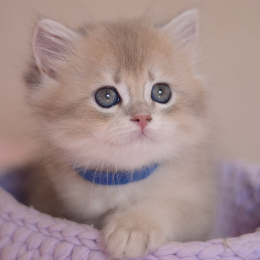 Yappy British Longhair male, blue golden chinchilla