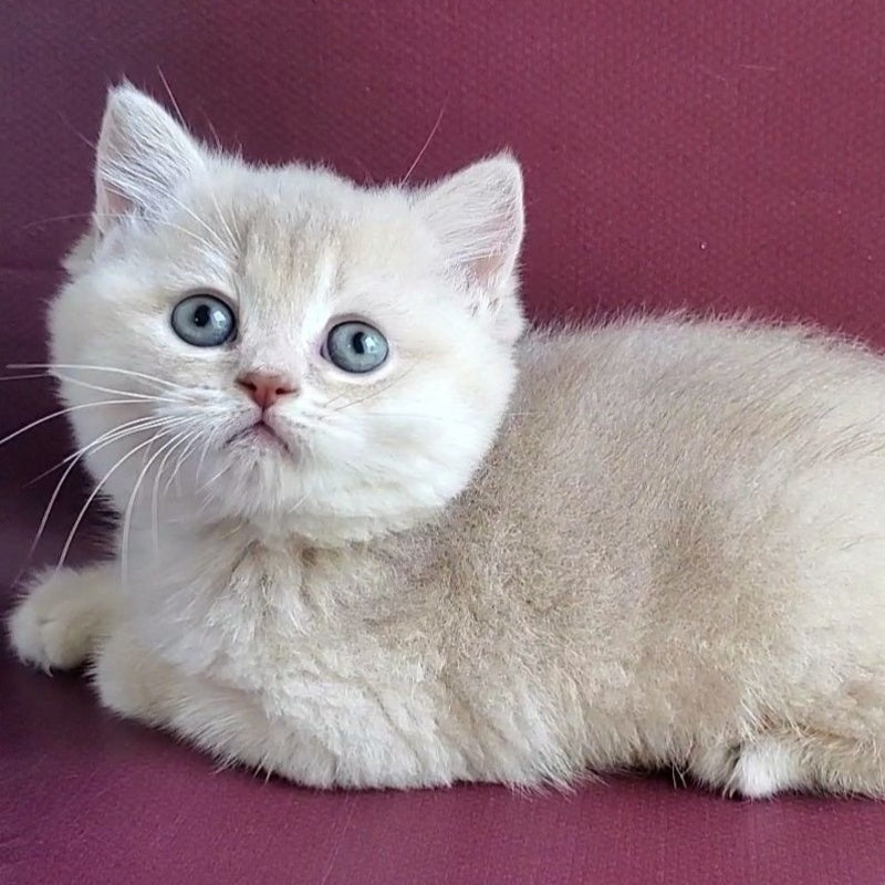 Alisa British Shorthair female, lilac golden shaded