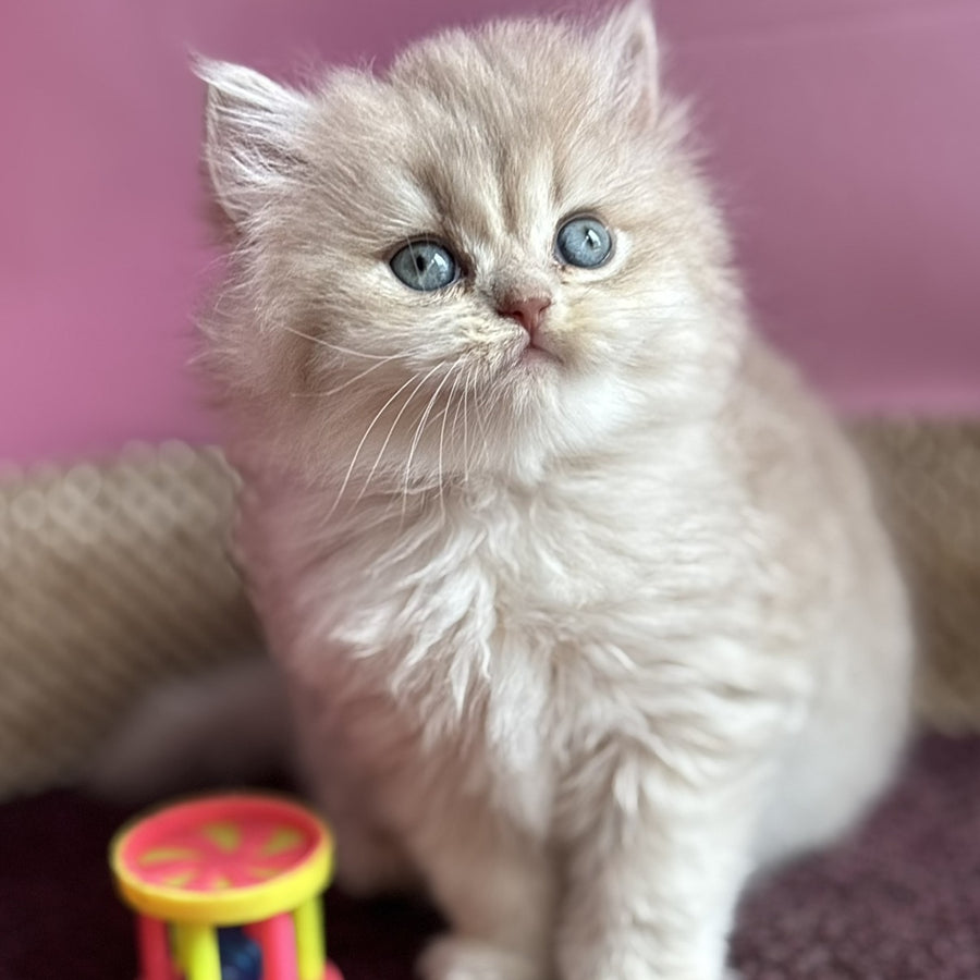 Shanti British Longhair female, lilac golden shaded