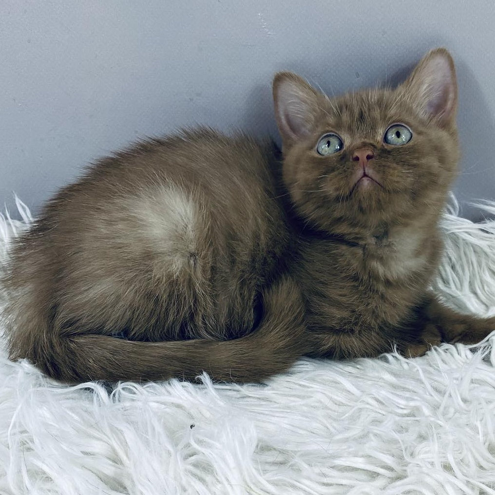 Indigo British Shorthair male, cinnamon