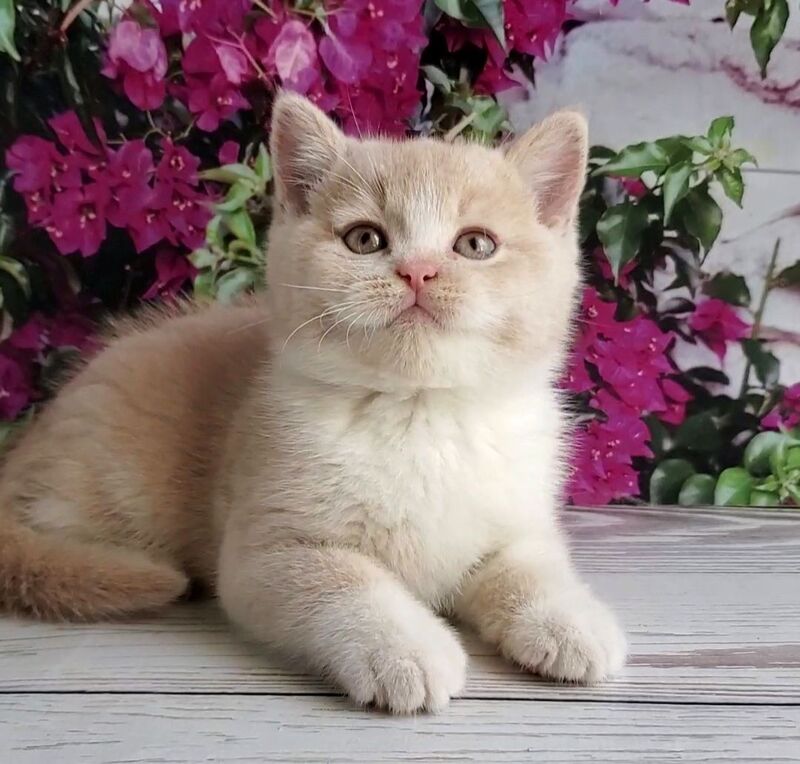 Uno British Shorthair male cream bicolour - live animals