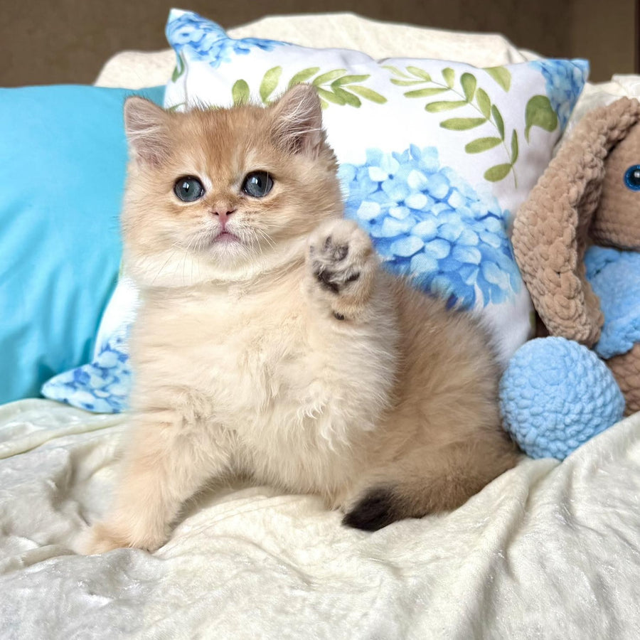 Sabrina British Shorthair female, black golden chinchilla