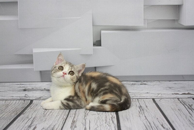 Candy Scottish Straight female, blue tortie tabby bicolour