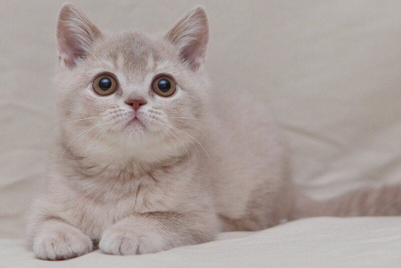 Nastyasha British Shorthair female, lilac ticked tabby