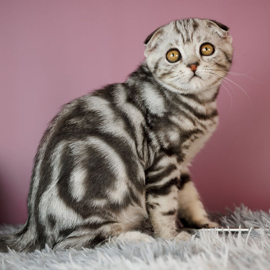 Armany Scottish Fold male, black silver tabby
