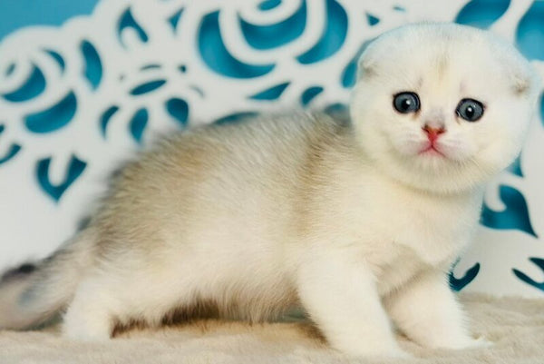 Winny Scottish Fold male black silver chinchilla - live animals