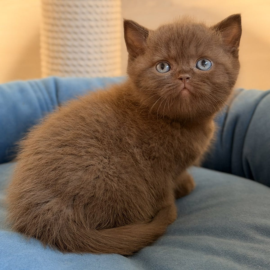 Asher British Shorthair male, chocolate