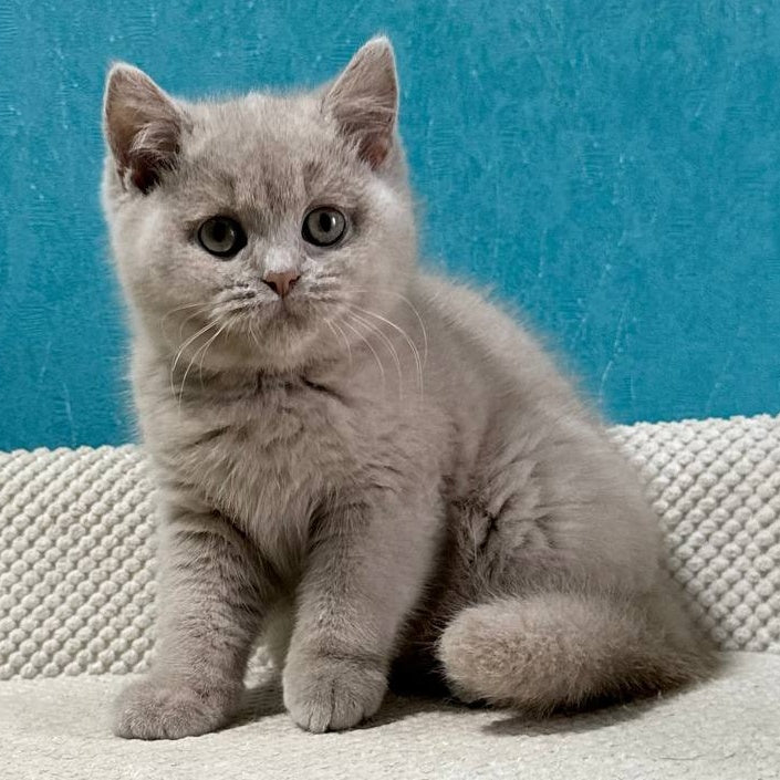 Bonya British Shorthair female, fawn