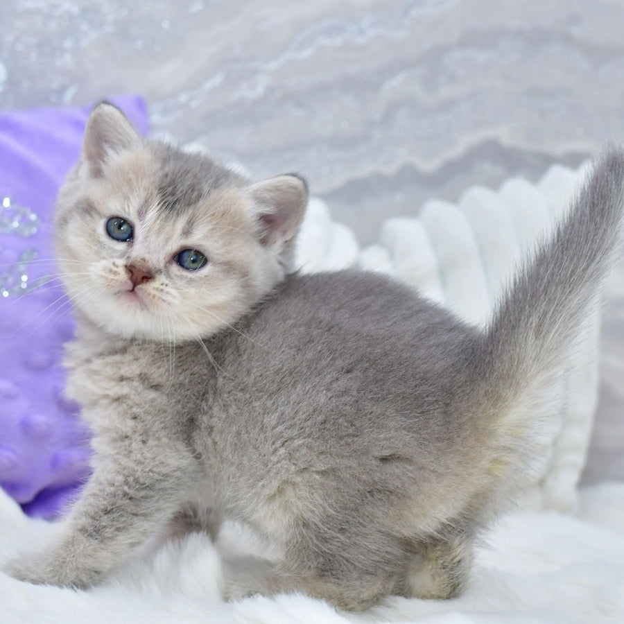 Kokos British Shorthair male, blue ticked tabby