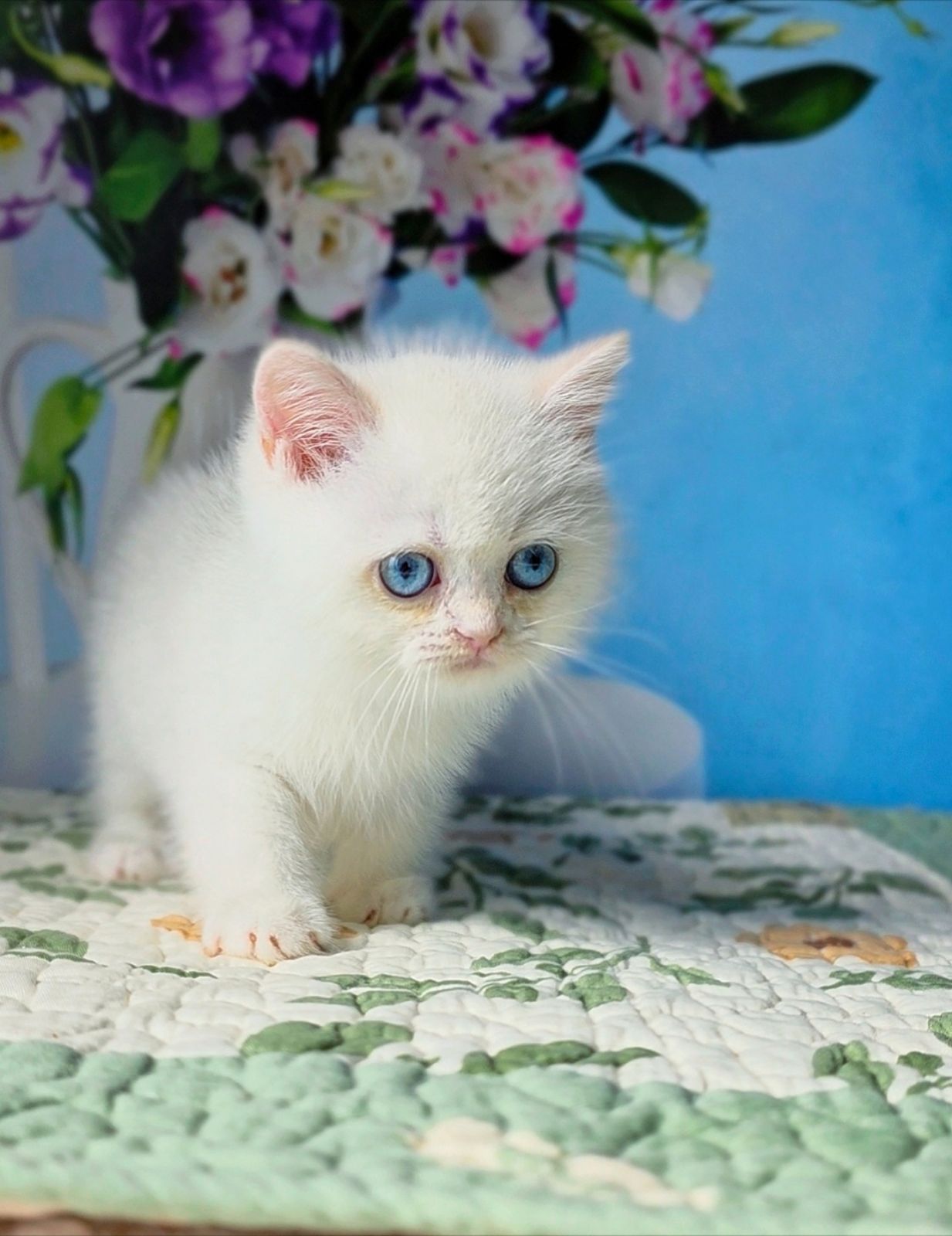 Dasha British Shorthair female, black golden chinchilla pointed