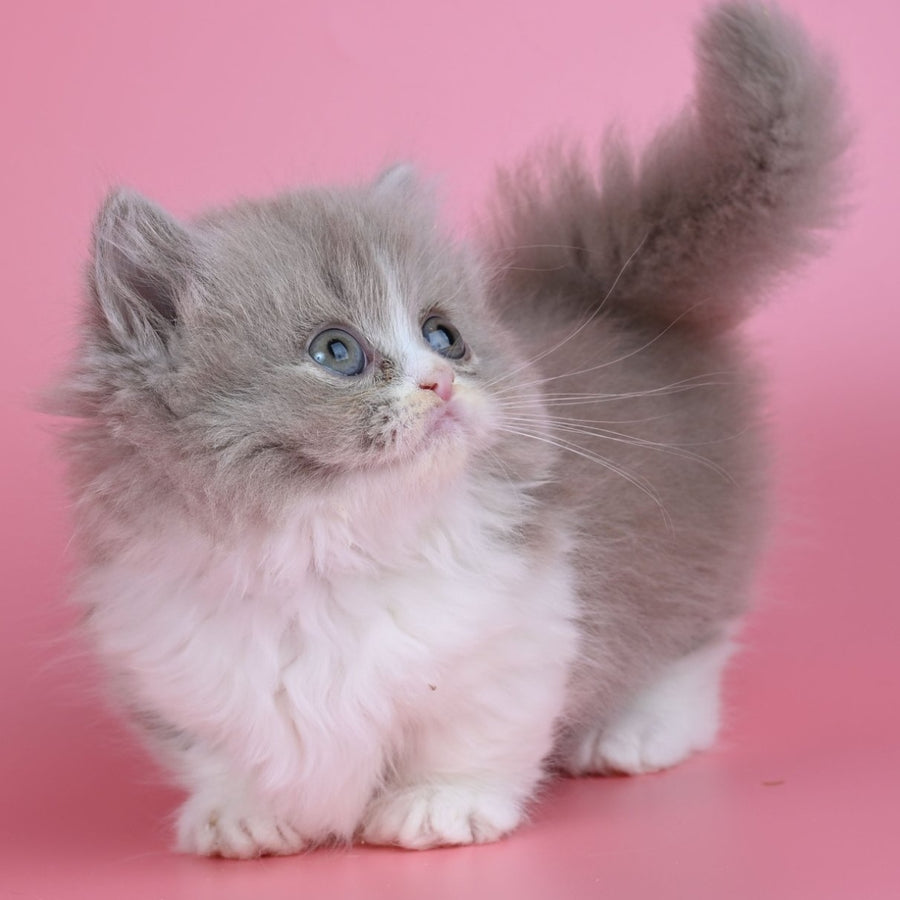 Iriska Munchkin female, lilac tortie bicolour