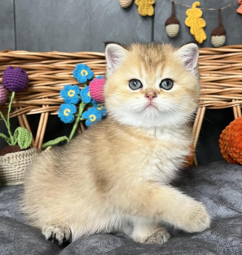 Flora Scottish Straight female, black golden shaded