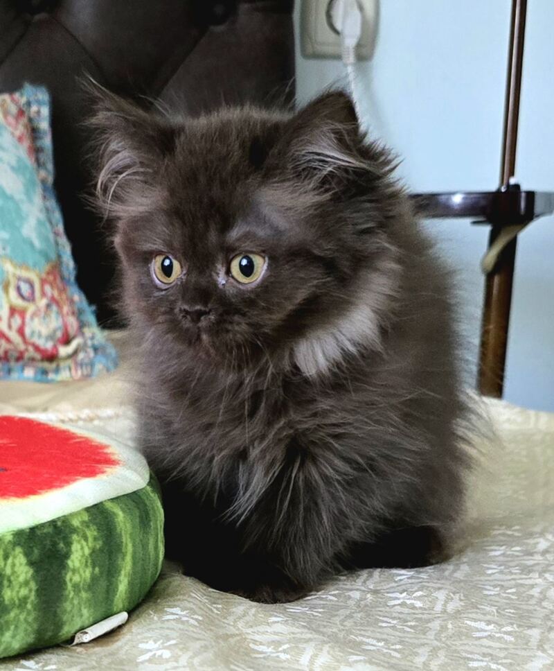 Bagira Scottish Straight female, chocolate