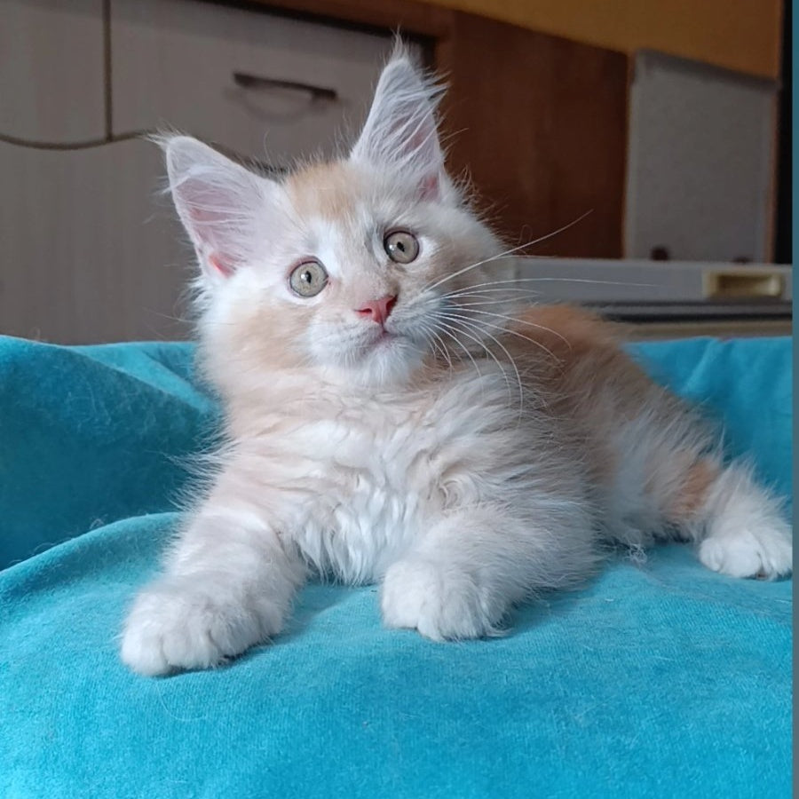 Quentin Maine Coon male, red silver