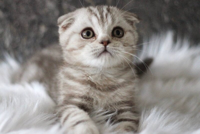 Marmelad Scottish Fold male, black silver tabby