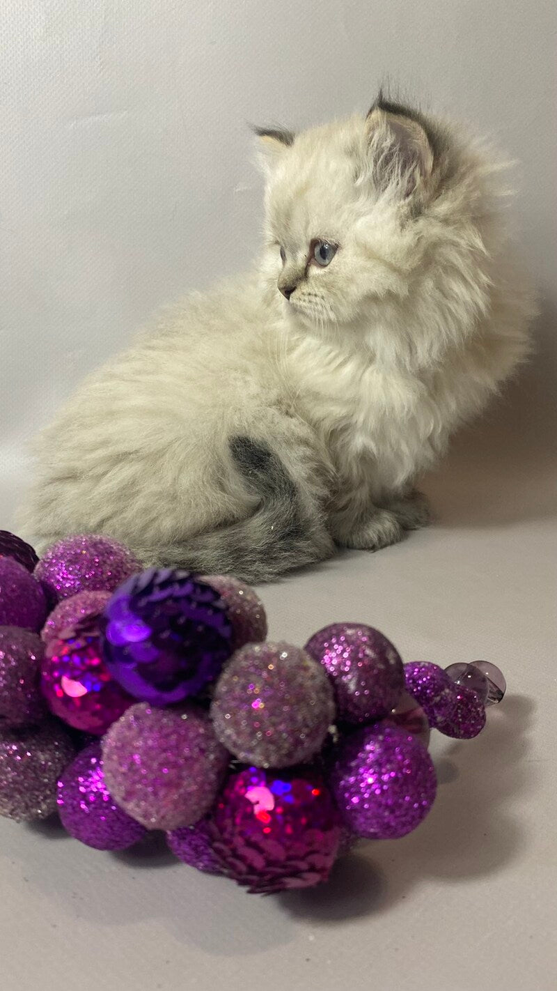 Tifani British Longhair female, black silver tabby pointed