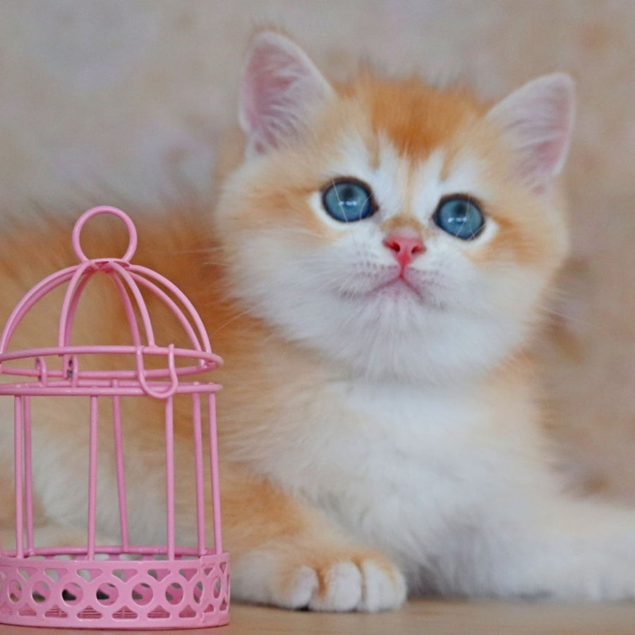 Yvonne British Shorthair female, black golden shaded