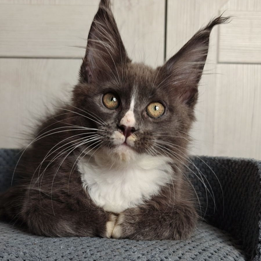 Amur Maine Coon polydactyl 7x7x6x6 male, blue bicolour