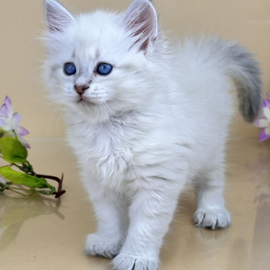 Yuki Siberian female, blue tabby pointed