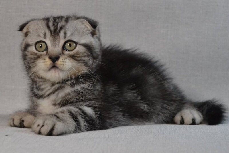 Sam Scottish Fold male, black silver tabby
