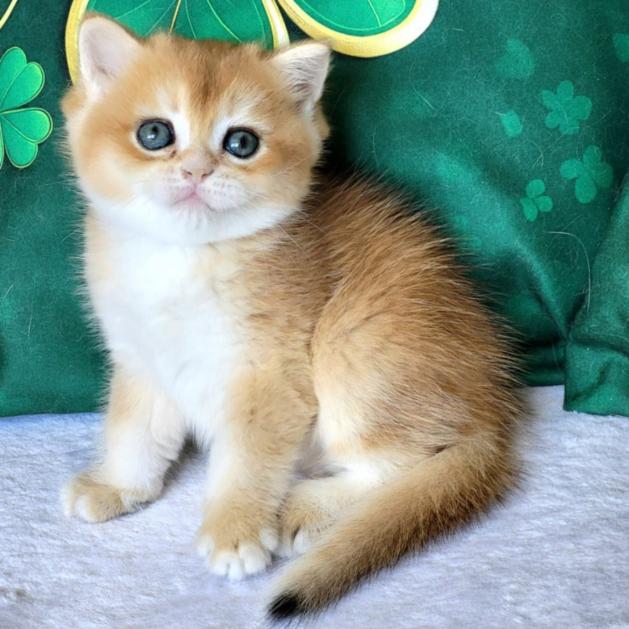 Yanek British Shorthair male, black golden chinchilla