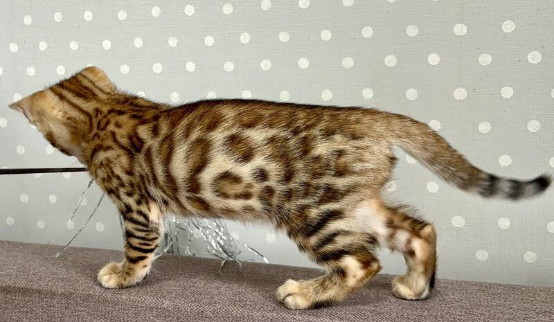 Texas Bengal male black spotted tabby - live animals