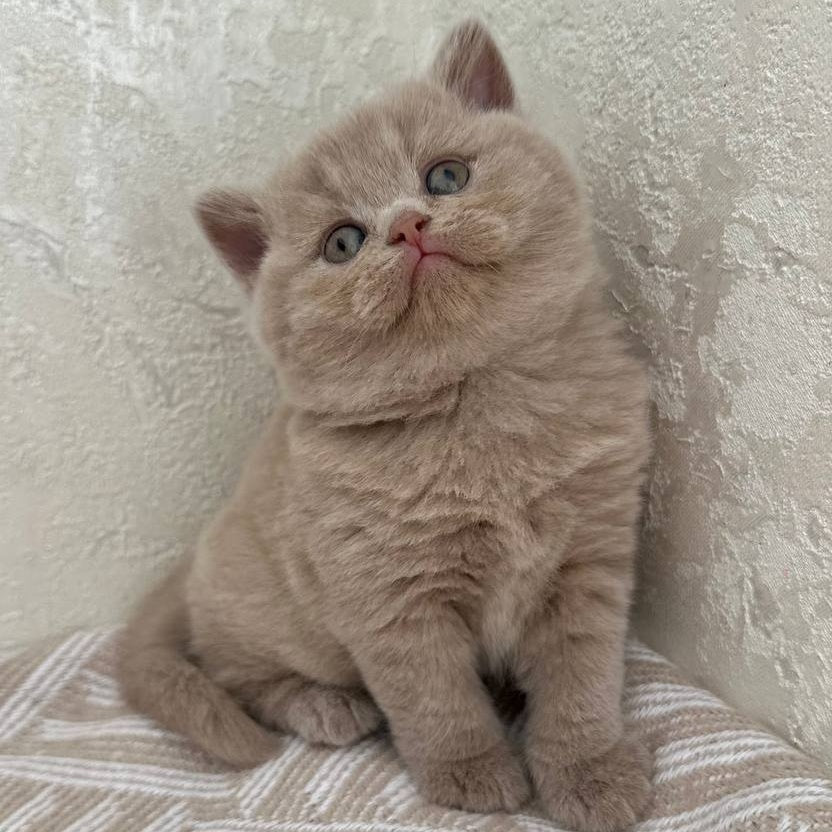 Adel British Shorthair female, fawn