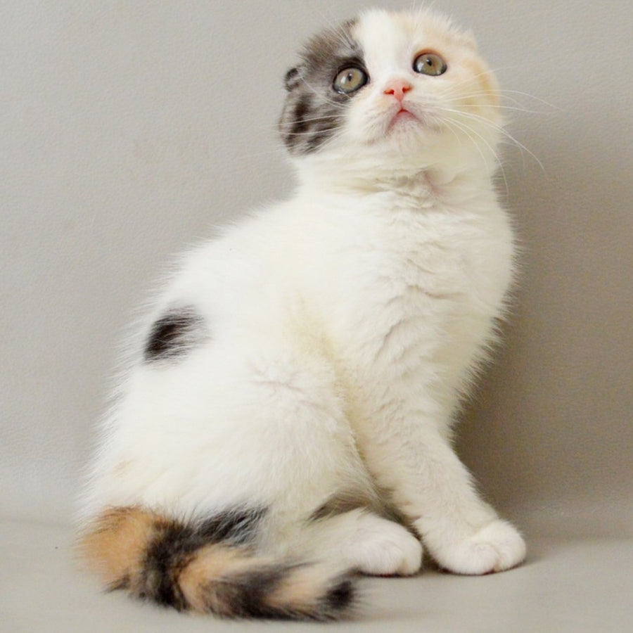 Wyomy Scottish Fold female, black tortie silver tabby van