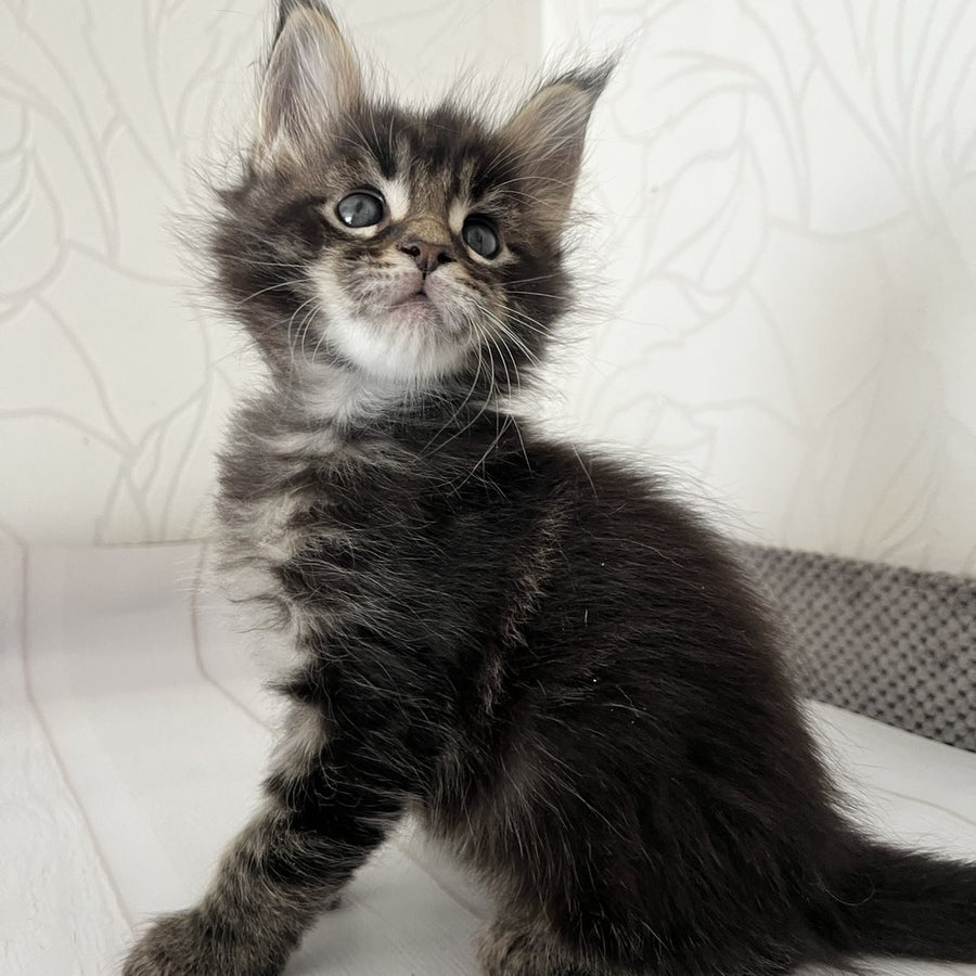 Iron Maine Coon male, black tabby