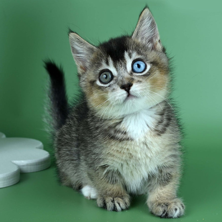 Kai Munchkin male, black ticked tabby