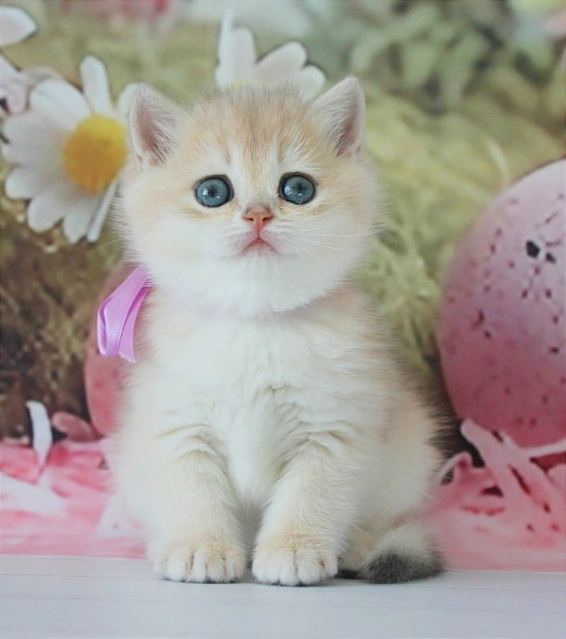 Fifa British Shorthair female blue golden chinchilla live animals