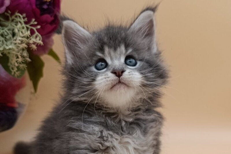 Damond Maine Coon male, blue silver tabby