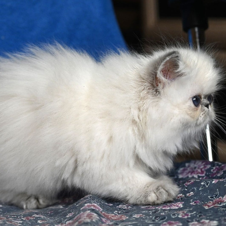 Areta Persian female, blue tortie tabby pointed
