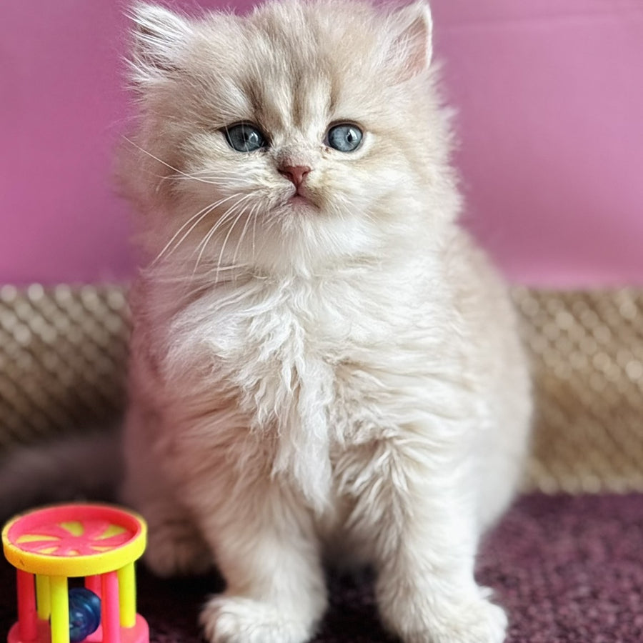 Shanti British Longhair female, lilac golden shaded