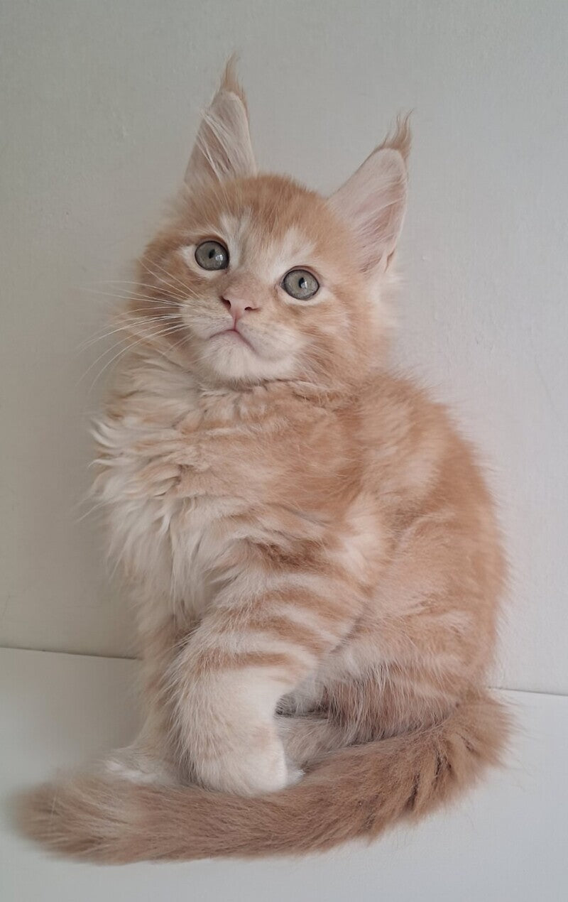 Charlie Maine Coon male, red silver tabby